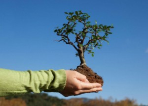 посадить дерево