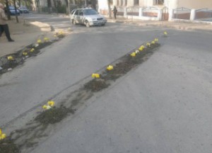 цветы в дороге