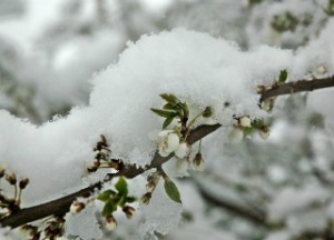 цвет под снегом
