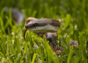 змея в траве